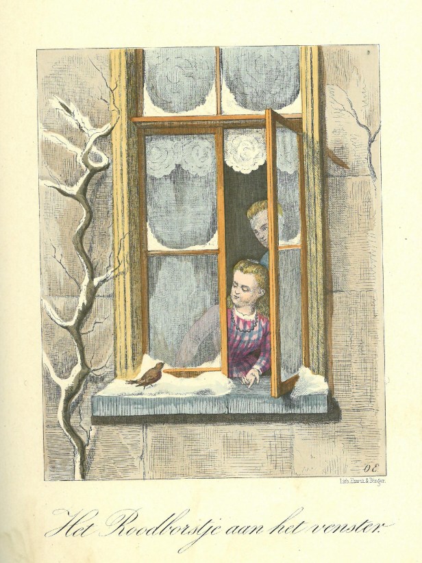 roodborstje goeverneur